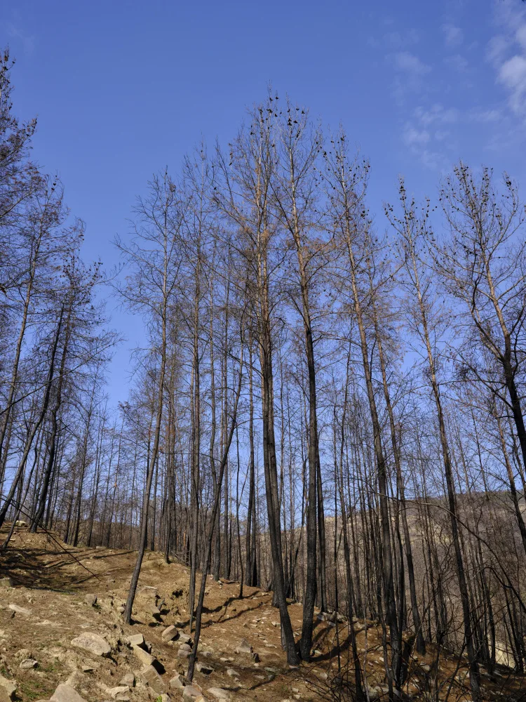 akyurt, engin: arbres brûlés dans la forêt