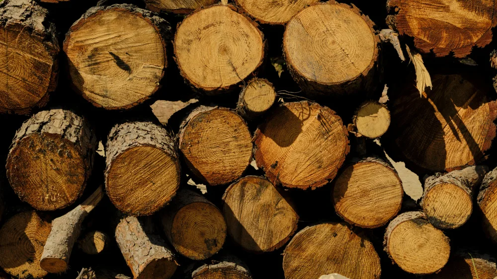 akyurt, engin: tree stumps in the forest