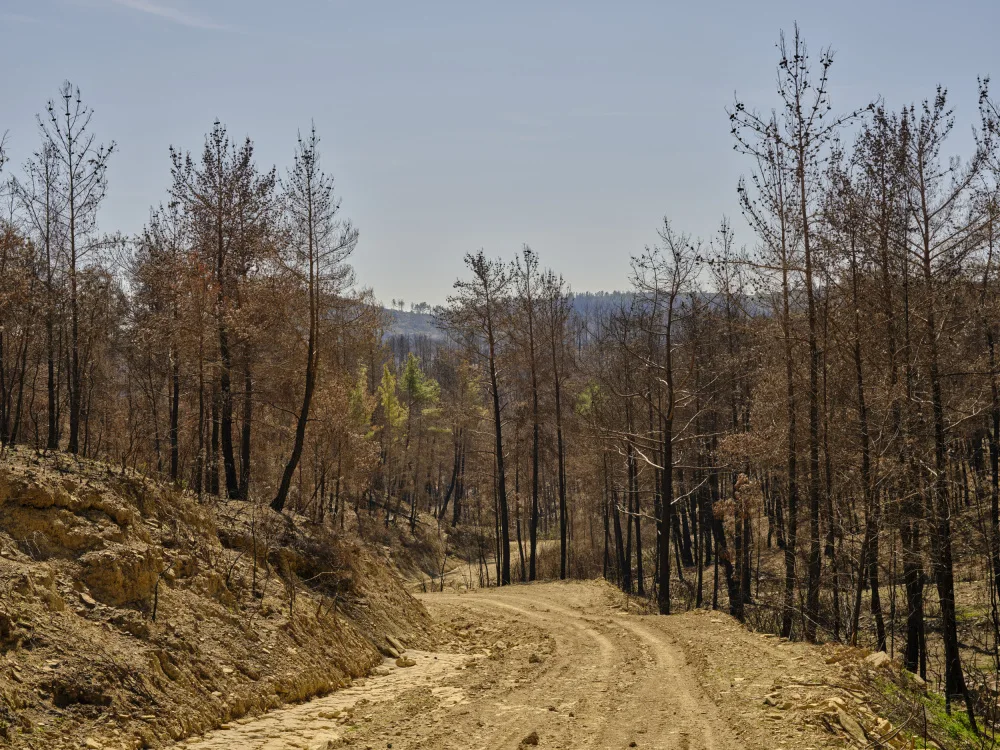 akyurt, engin: arbres brûlés dans la forêt