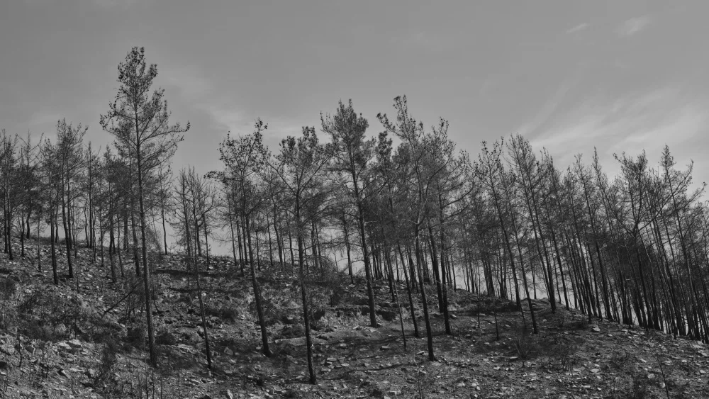 akyurt, engin: burnt trees in the forest