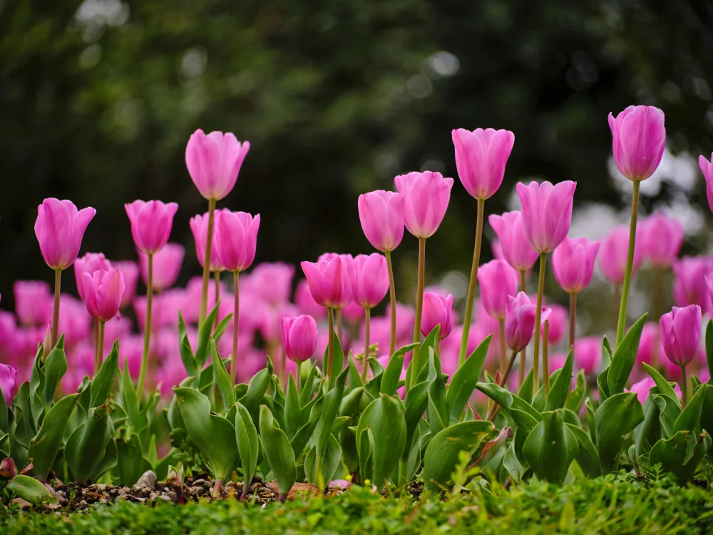 akyurt, engin: Rosa Tulpen