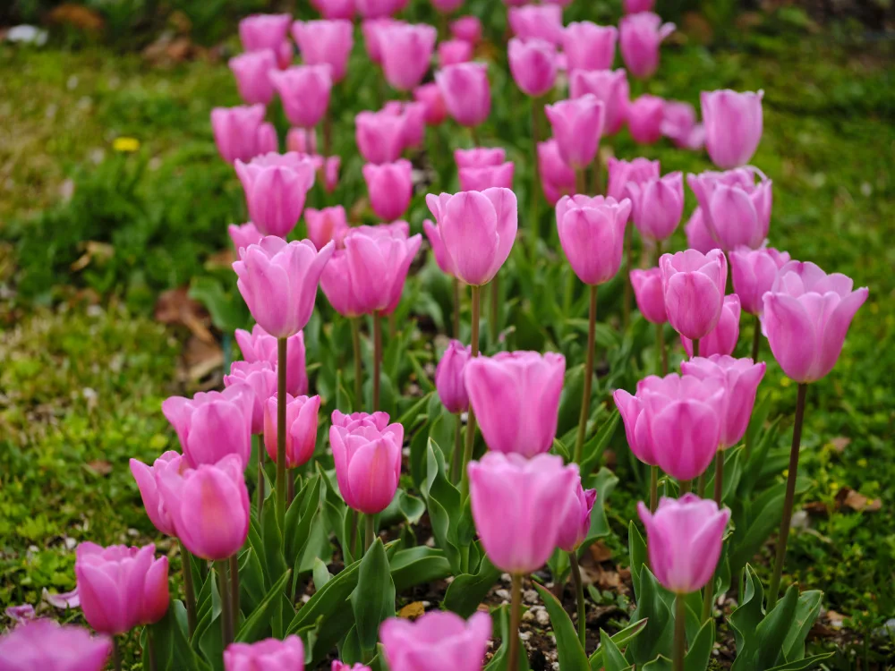 akyurt, engin: Rosa Tulpen