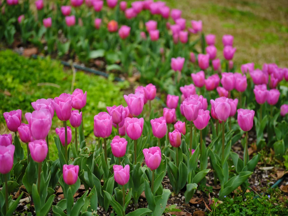 akyurt, engin: Rosa Tulpen