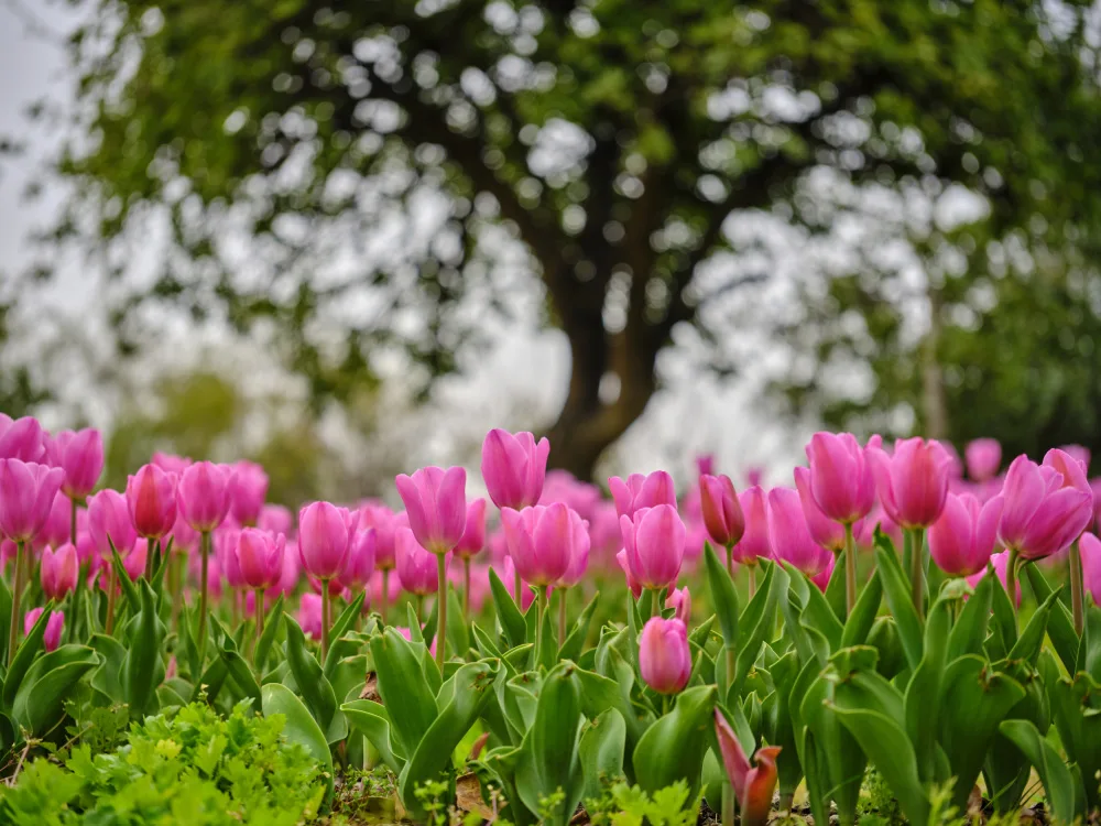 akyurt, engin: Tulipes roses