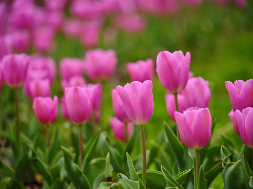 akyurt, engin: Rosa Tulpen