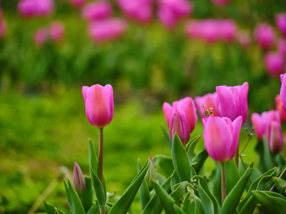 akyurt, engin: Rosa Tulpen