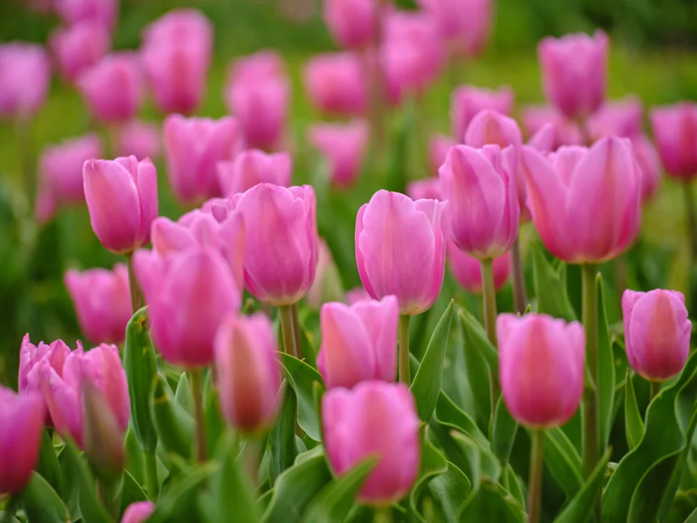 akyurt, engin: Rosa Tulpen