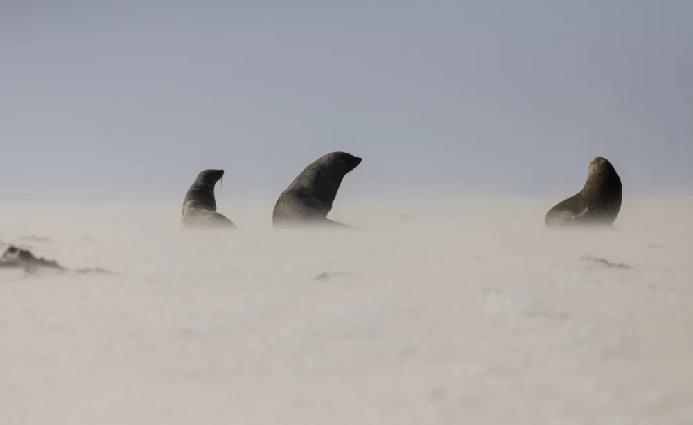 Roth, Ray C.: Tempête de sable côtière