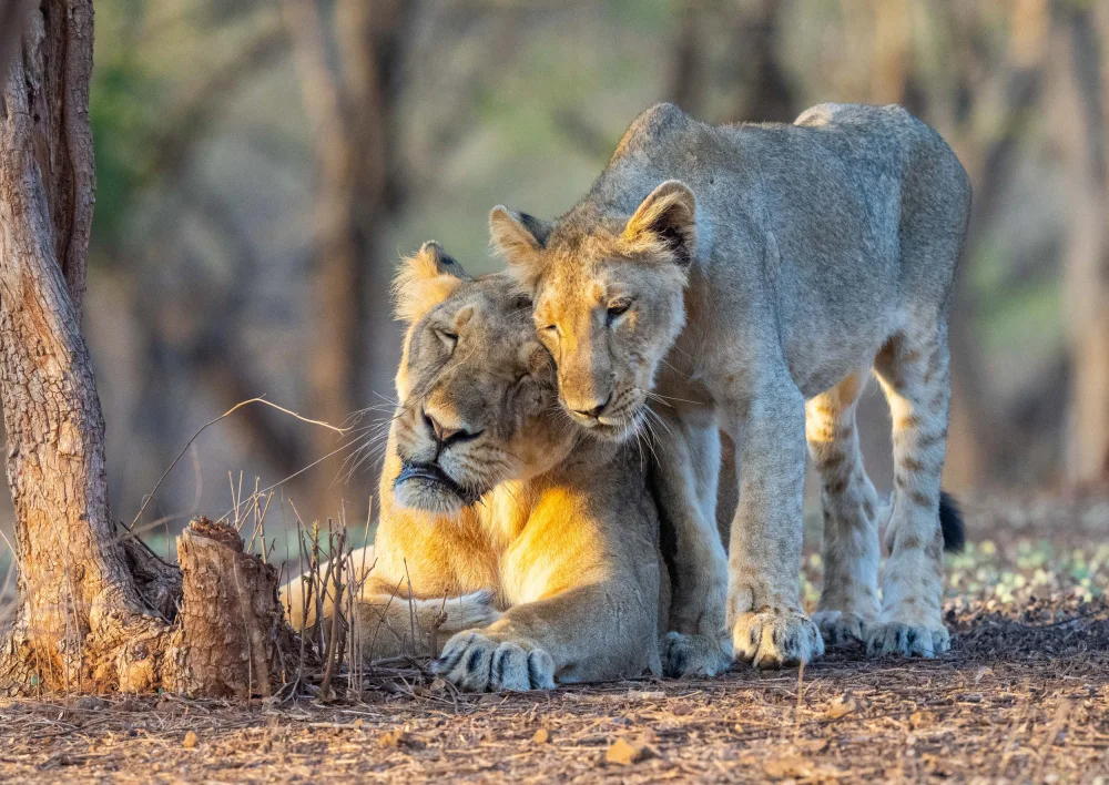 Nagpal, Manish: Cuddle time