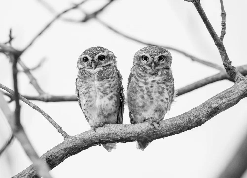 Nagpal, Manish: A tale of two owlets