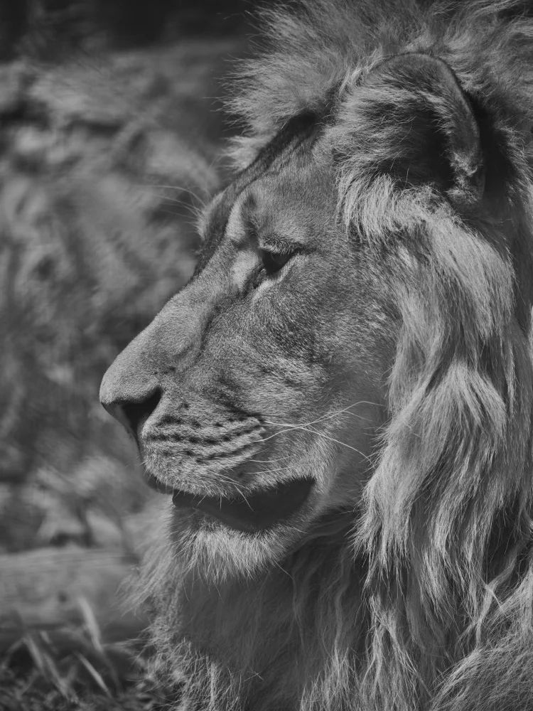 akyurt, engin: Portrait of a beautiful lion