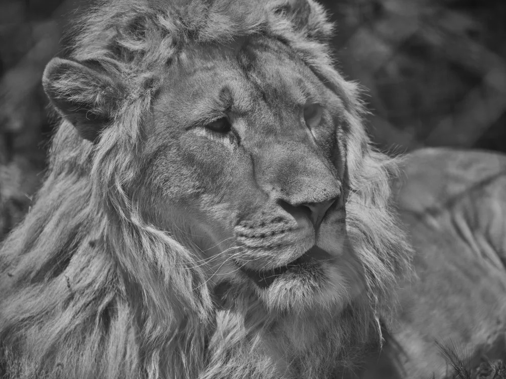 akyurt, engin: Portrait of a beautiful lion
