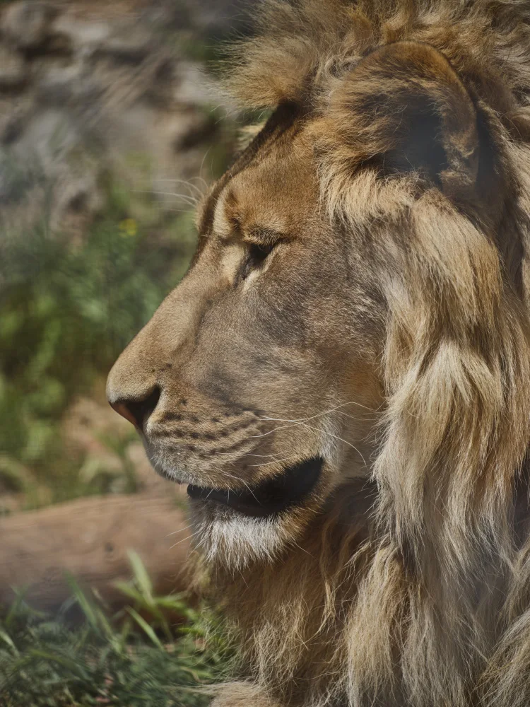 akyurt, engin: Portrait of a beautiful lion
