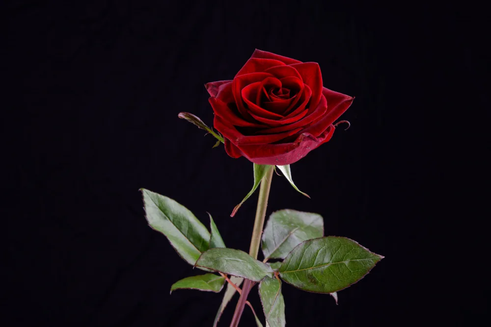 akyurt, engin: rote Rose