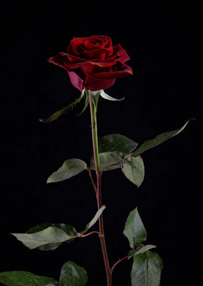 akyurt, engin: red rose