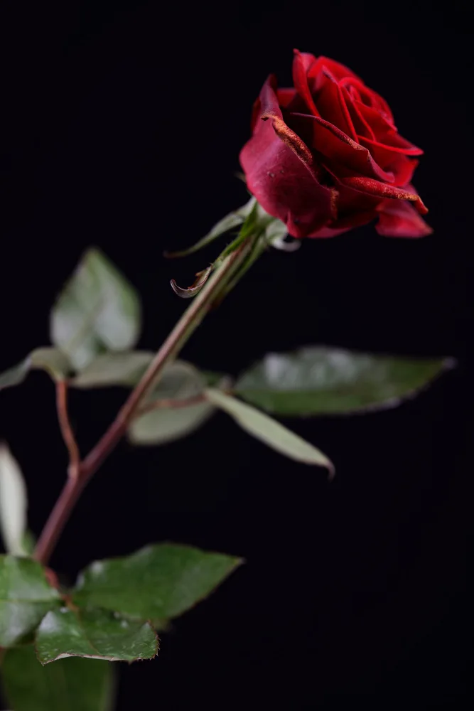 akyurt, engin: rote Rose