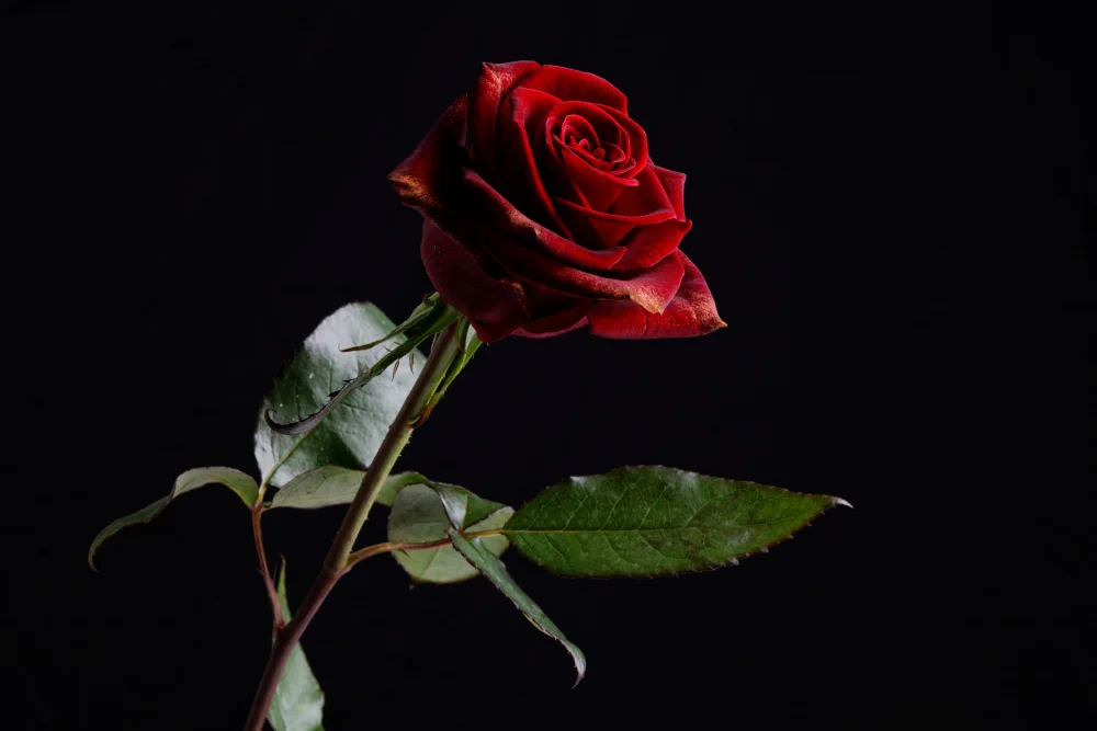 akyurt, engin: rote Rose