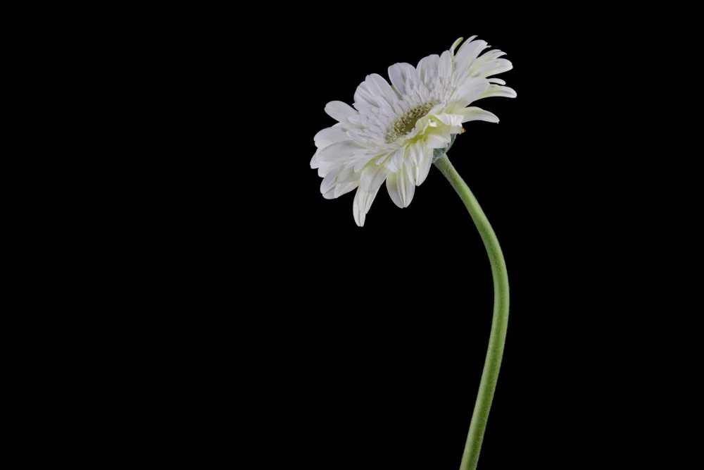 akyurt, engin: beautiful flower in front of black background