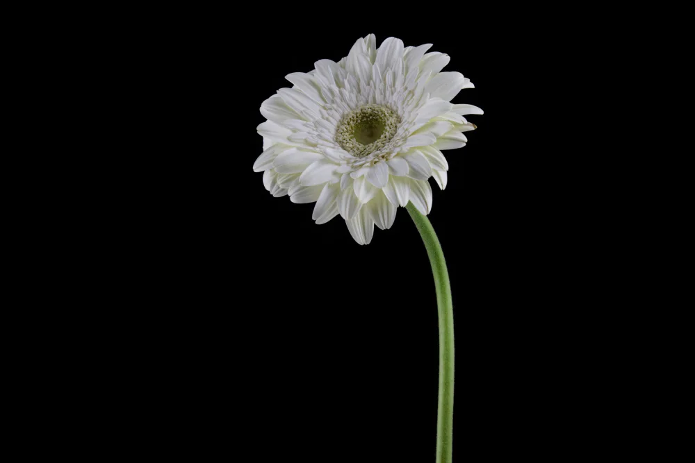 akyurt, engin: beautiful flower in front of black background