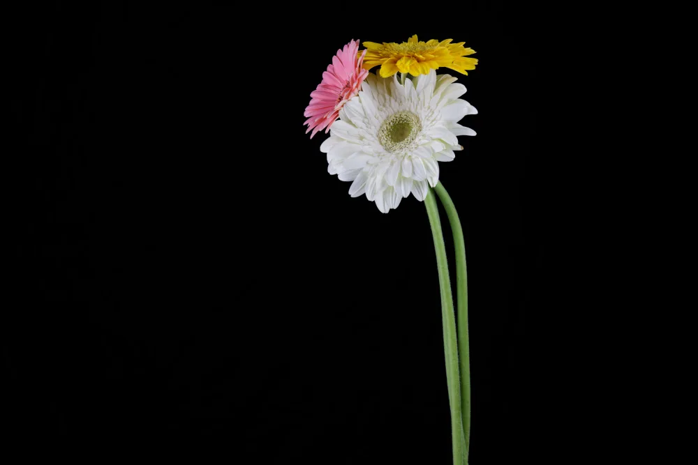 akyurt, engin: schöne Blume vor schwarzem Hintergrund