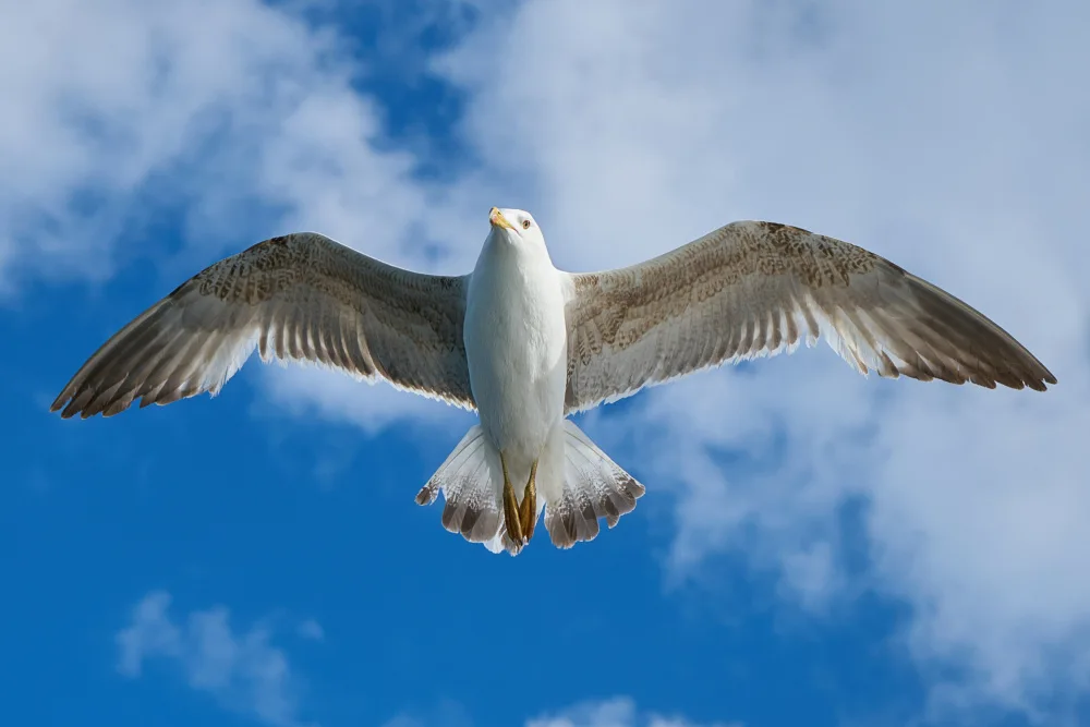 akyurt, engin: flying seagull