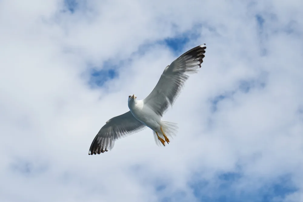 akyurt, engin: flying seagull