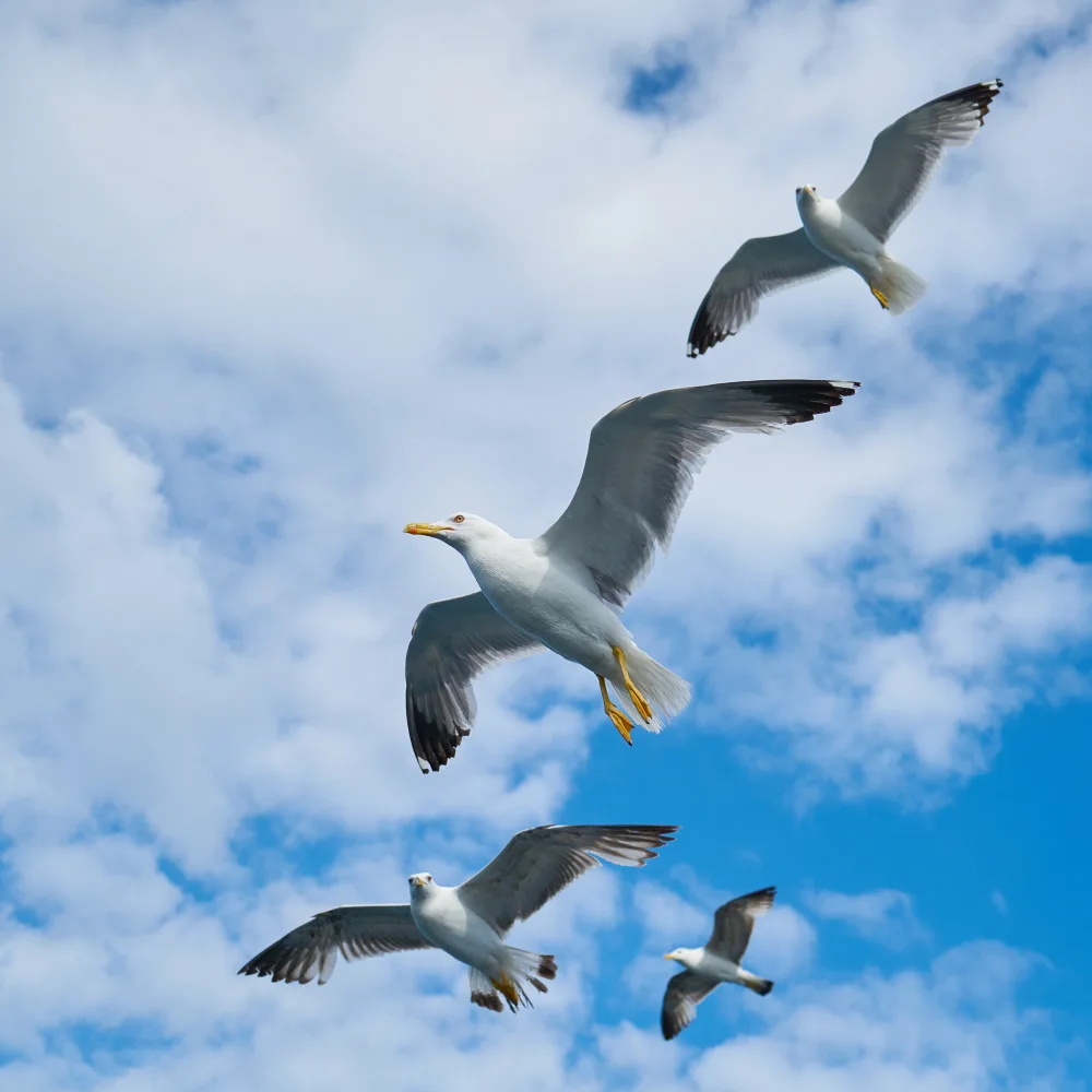 akyurt, engin: flying seagull