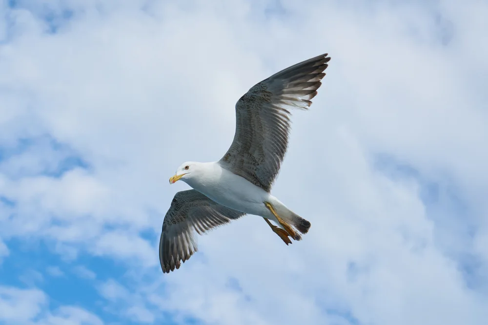 akyurt, engin: flying seagull
