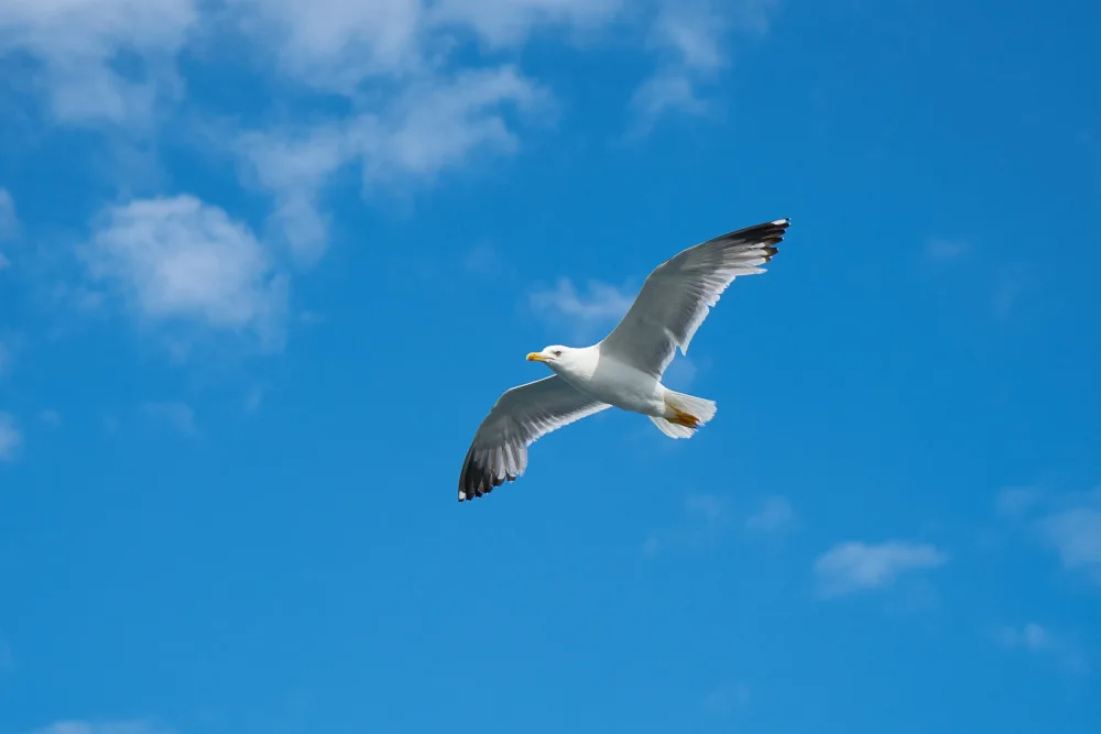 akyurt, engin: flying seagull