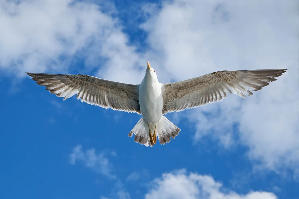 akyurt, engin: gabbiano in volo
