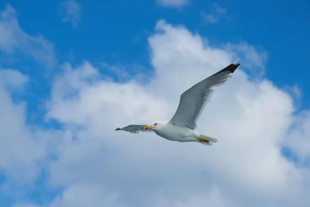 akyurt, engin: flying seagull