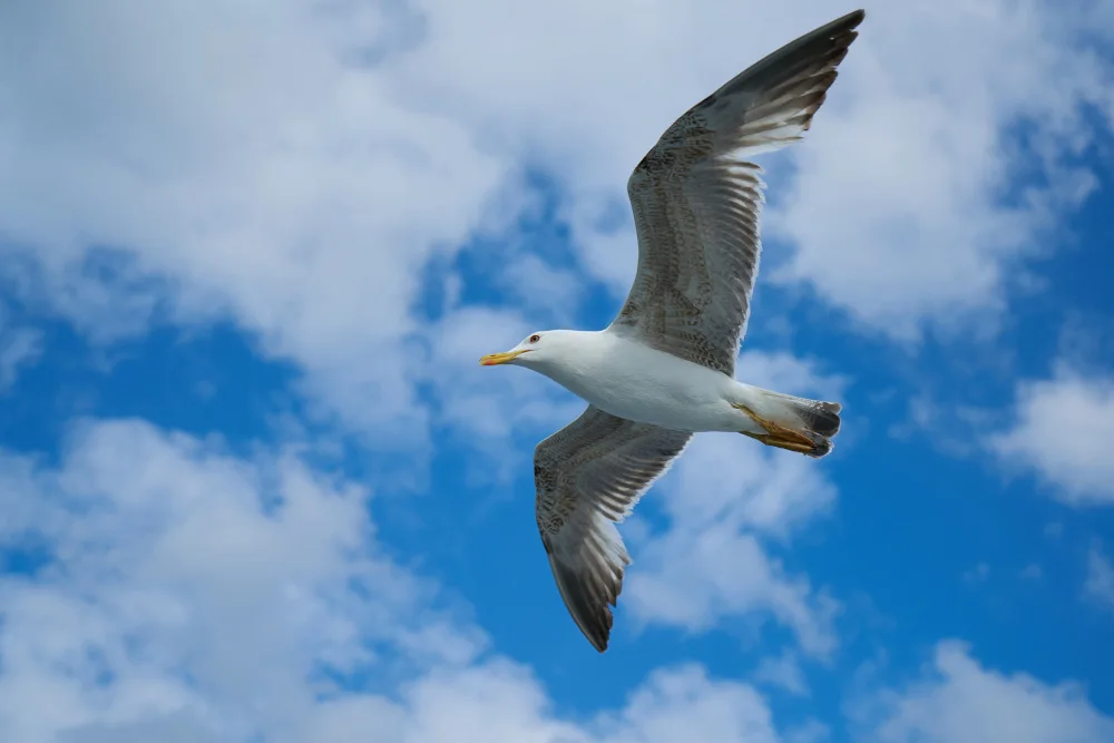 akyurt, engin: flying seagull