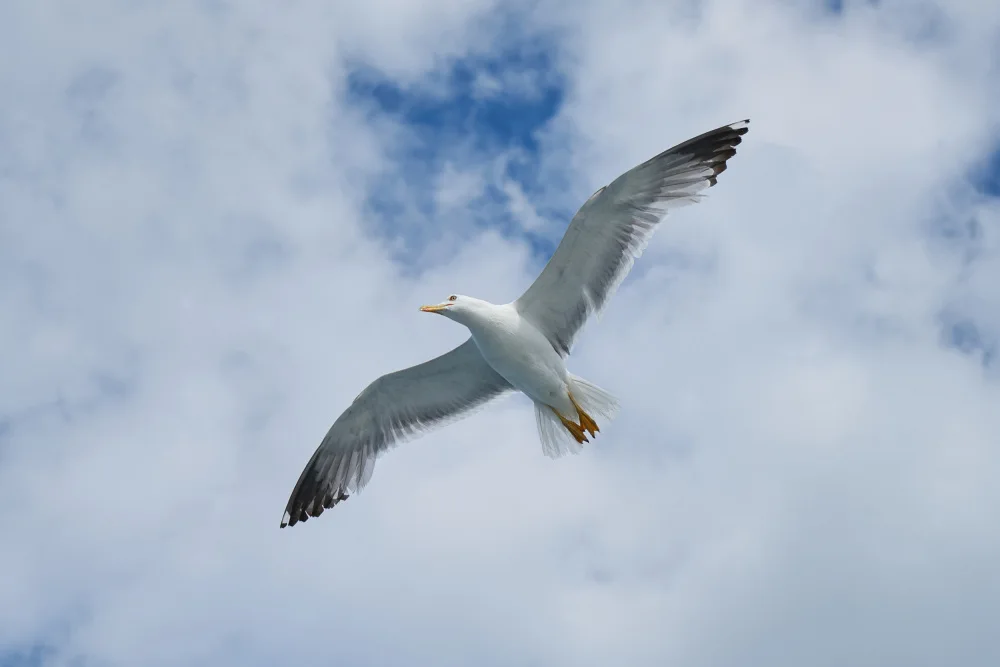 akyurt, engin: flying seagull
