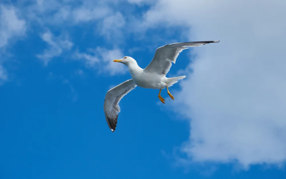 akyurt, engin: flying seagull