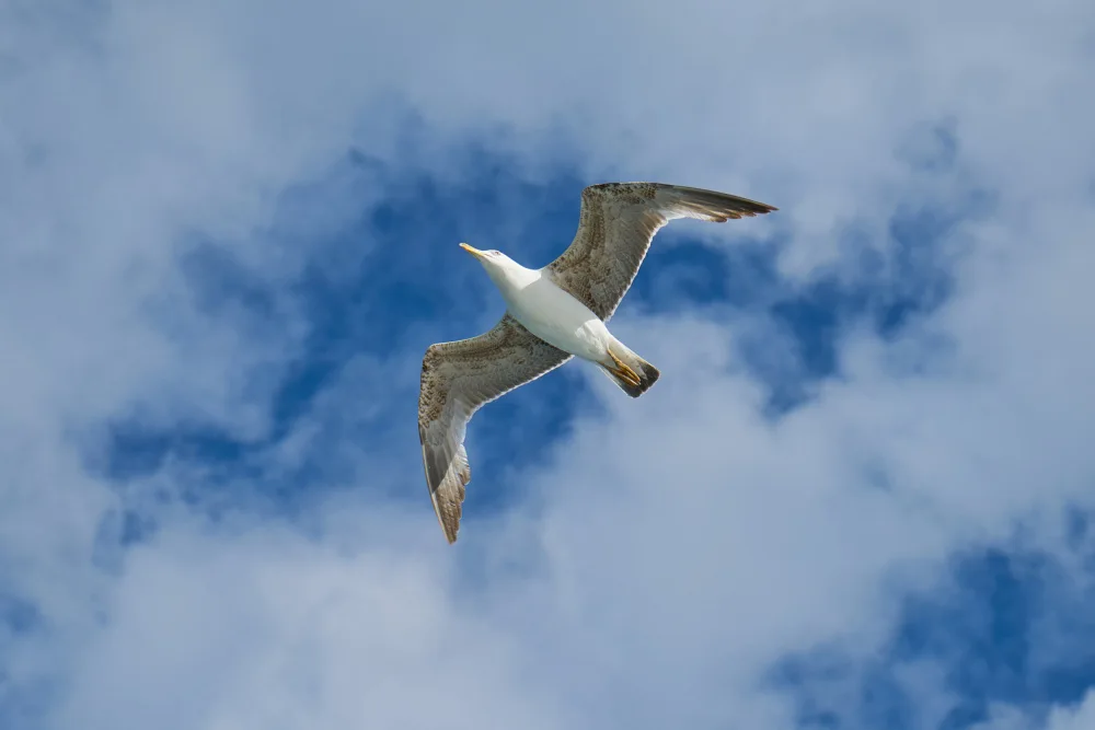 akyurt, engin: flying seagull
