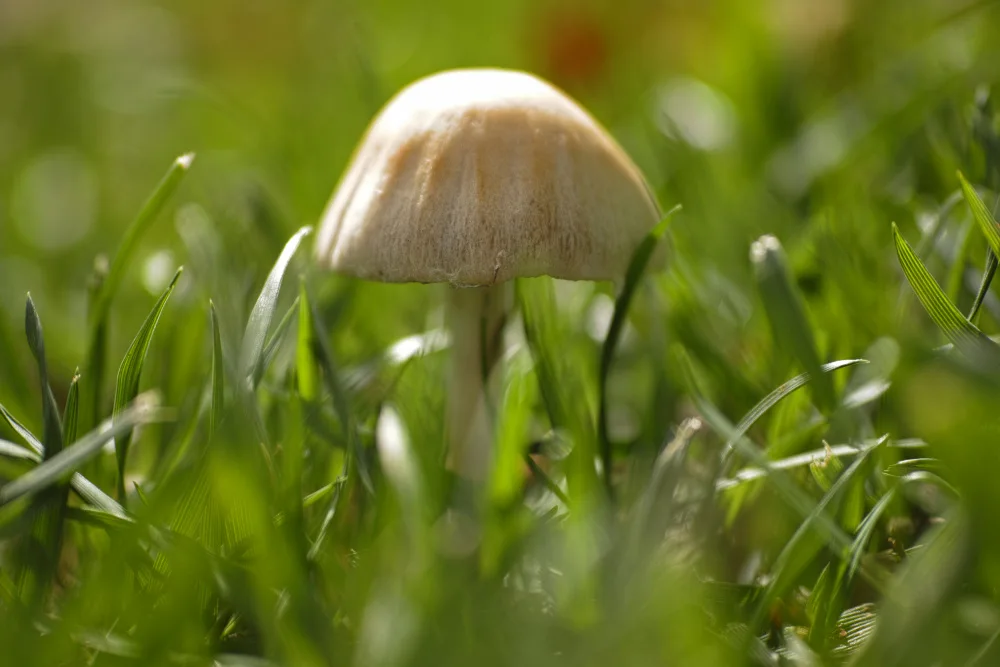 akyurt, engin: PILZ