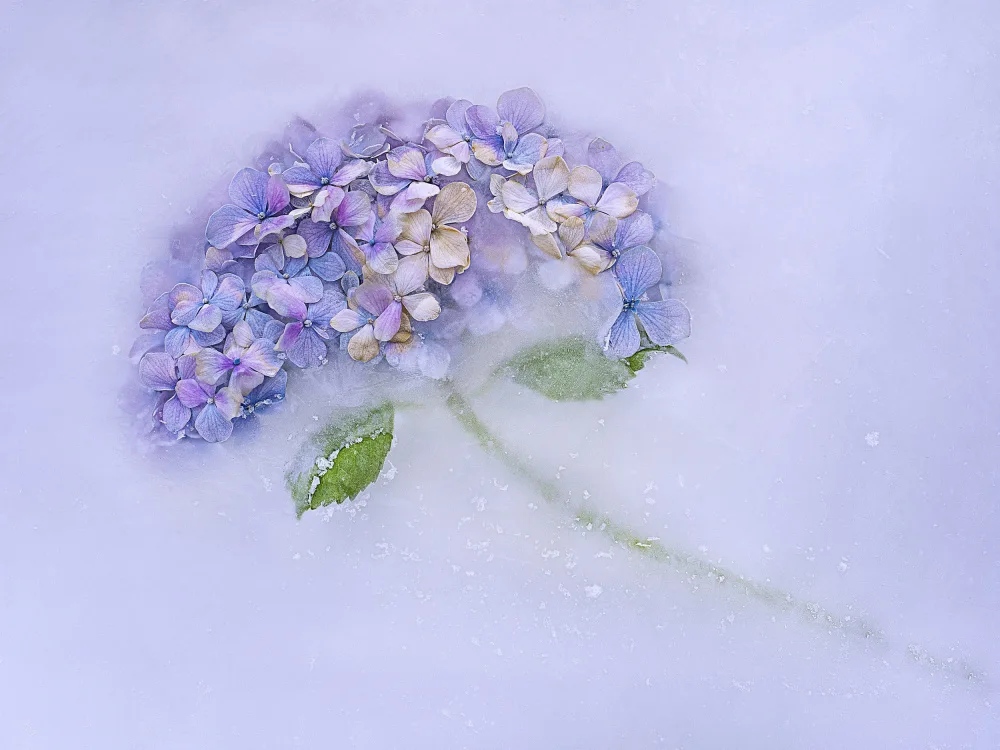 Uranga, Pedro: Flor hidrangen entre el hielo.