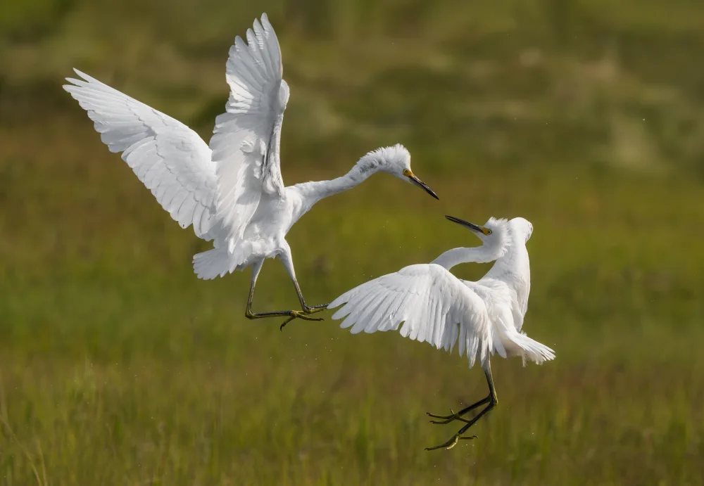 Tian, Xiaobing: Snowy egrets