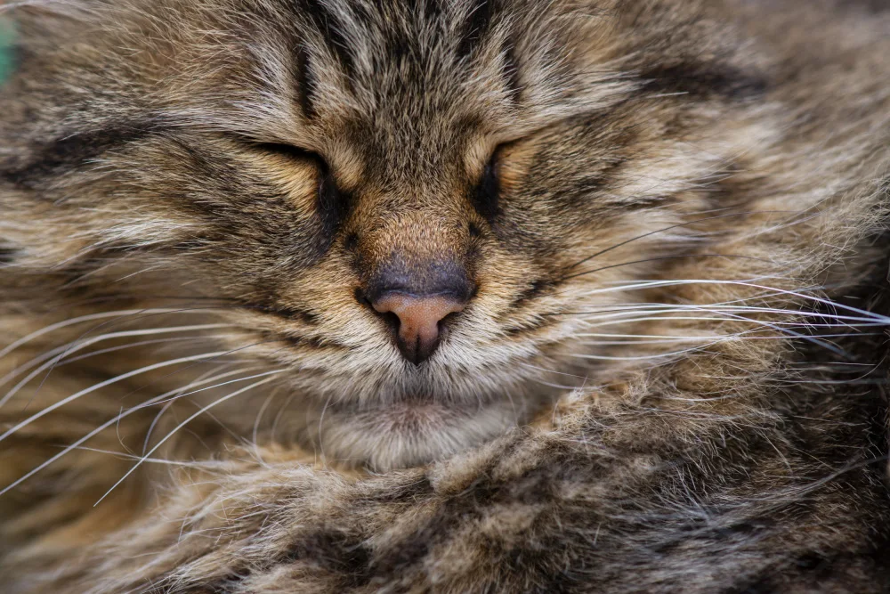 akyurt, engin: cute cat