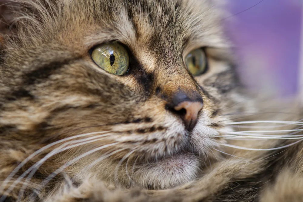 akyurt, engin: cute cat