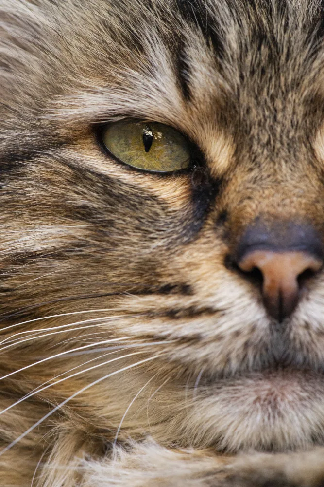 akyurt, engin: cute cat