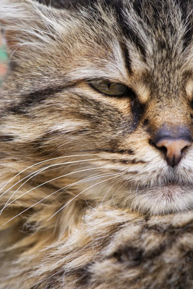 akyurt, engin: cute cat