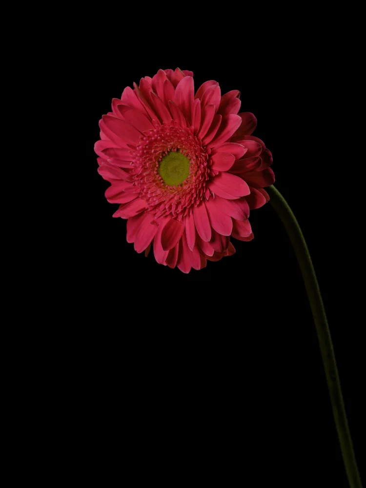 akyurt, engin: Schöne Blume
