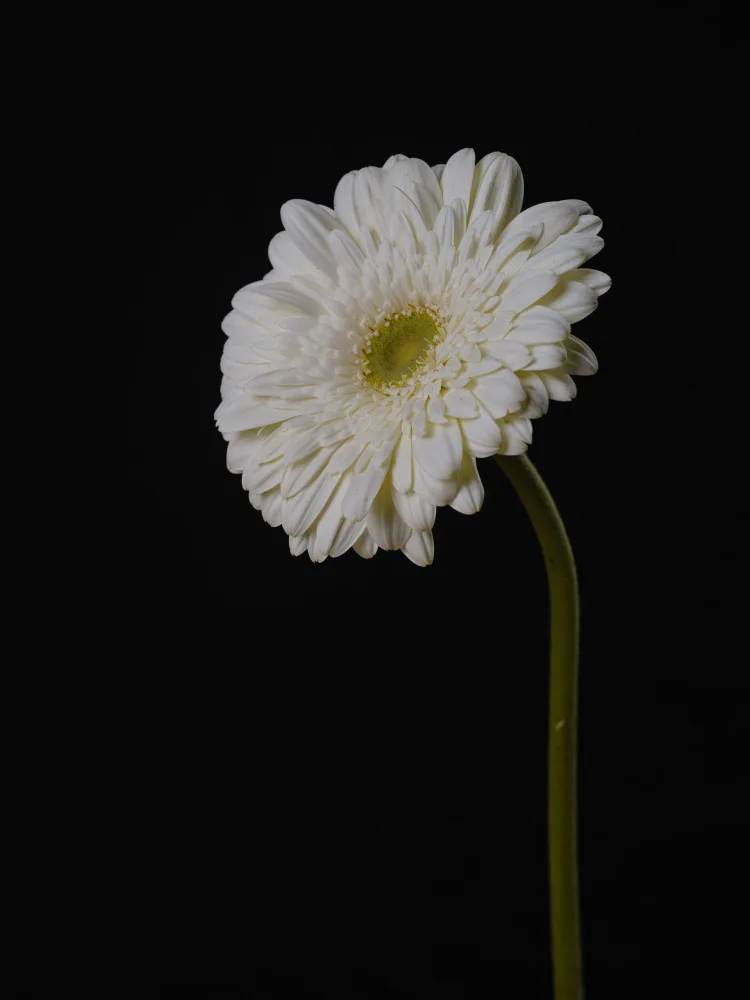 akyurt, engin: Schöne Blume