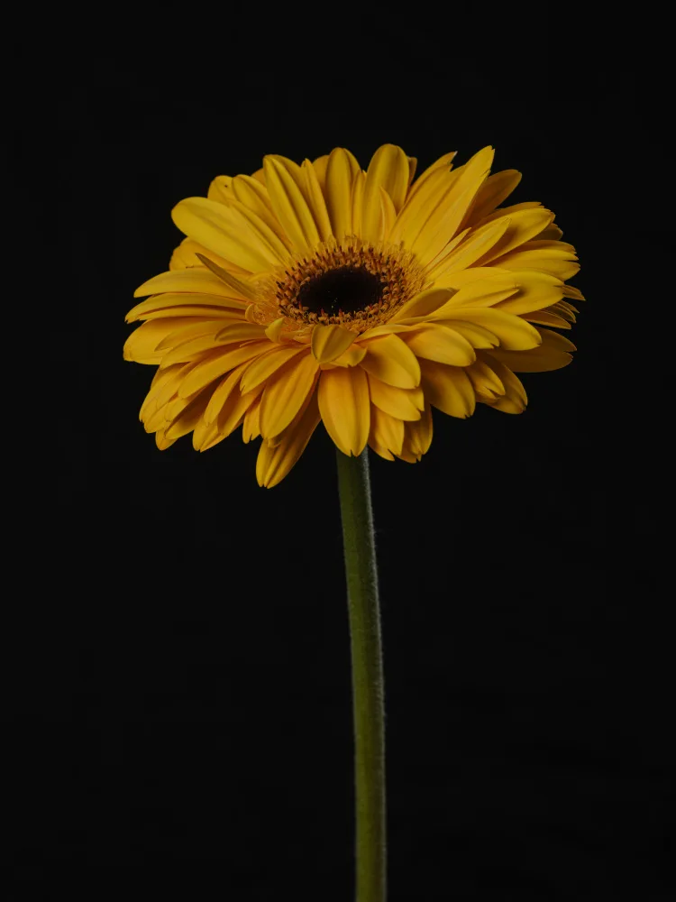 akyurt, engin: Beautiful flower