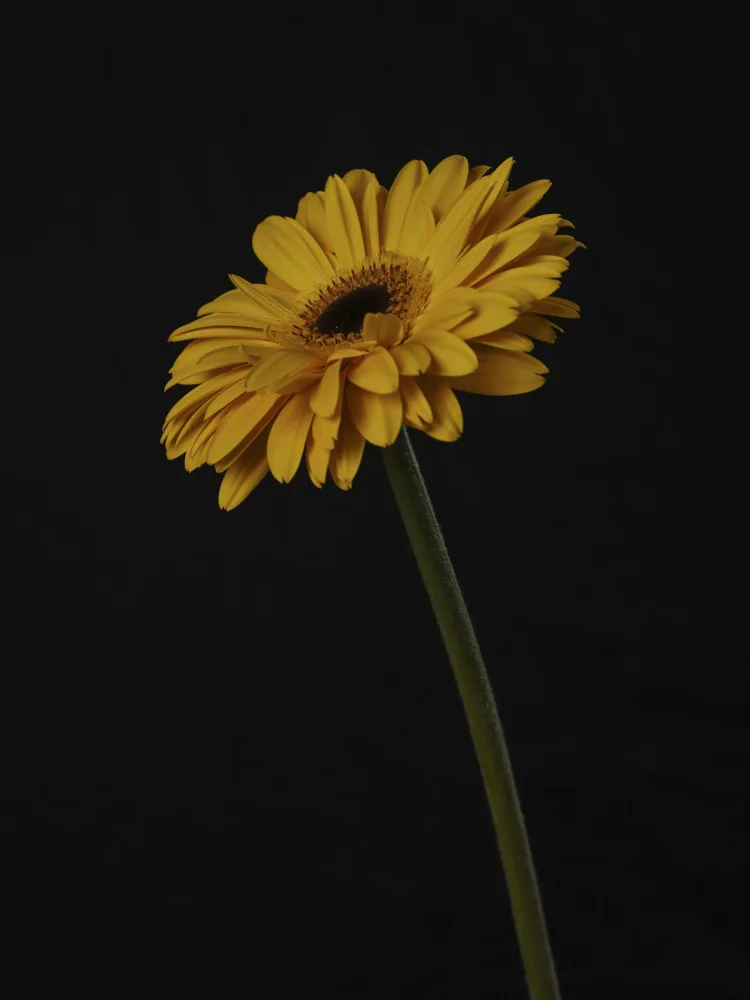 akyurt, engin: Belle fleur