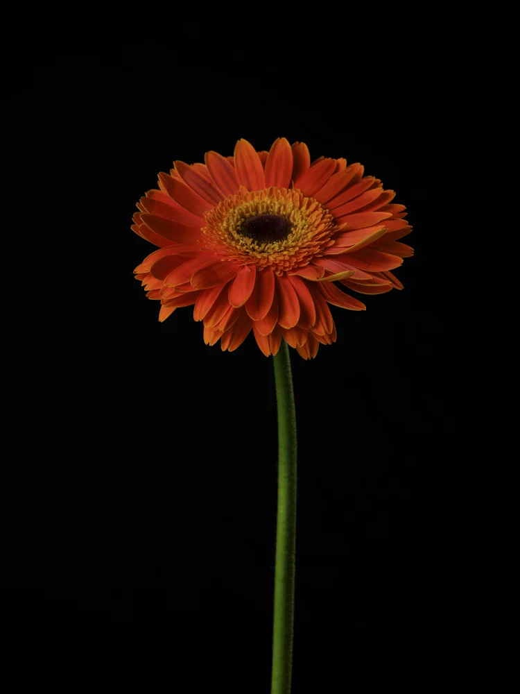 akyurt, engin: Schöne Blume