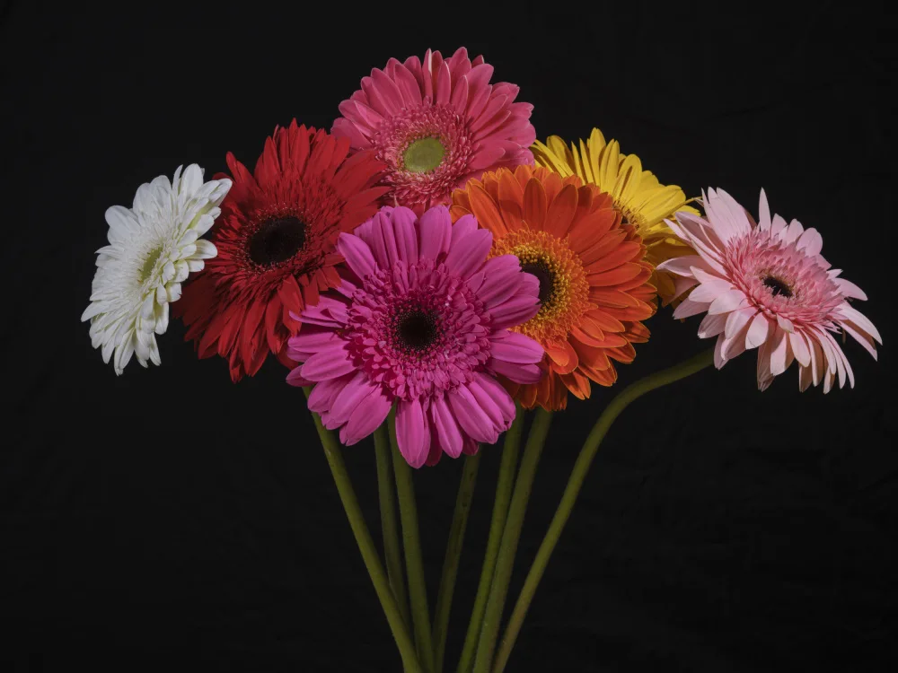 akyurt, engin: Bunte Gerbera-Blüten
