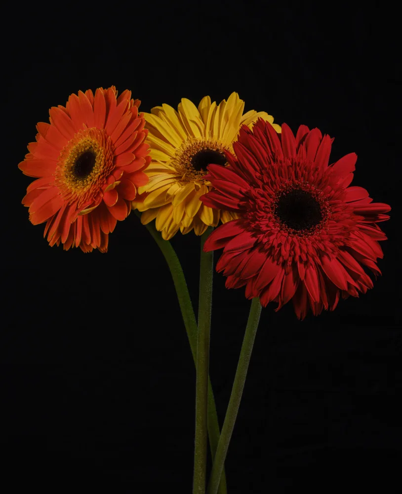 akyurt, engin: Bunte Gerbera-Blüten