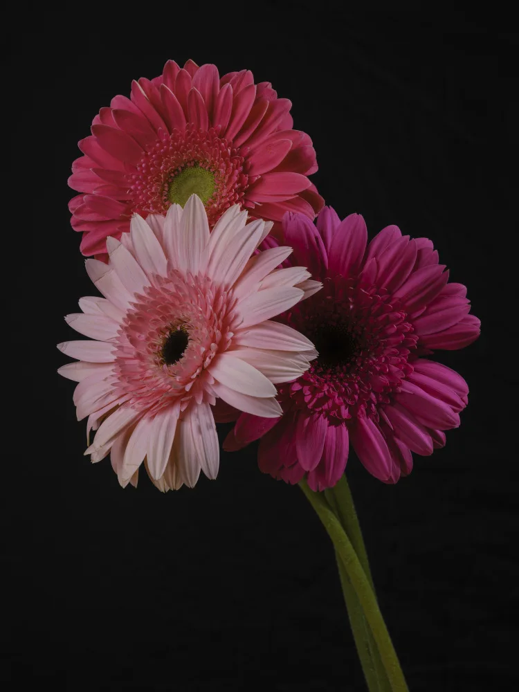 akyurt, engin: fleurs de gerbera multicolores
